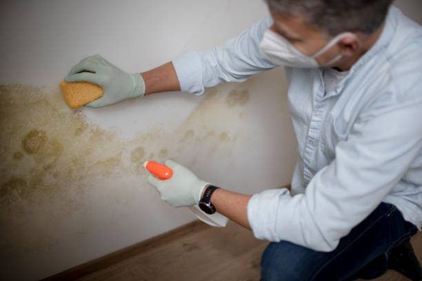 Professional Mold Removal in Sugarland Run, VA