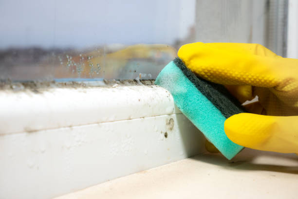 Best Residential Mold Removal  in Sugarland Run, VA