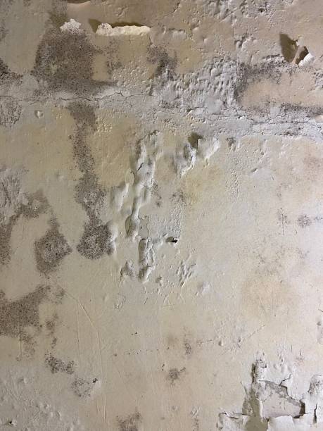 Best Professional Mold Removal  in Sugarland Run, VA