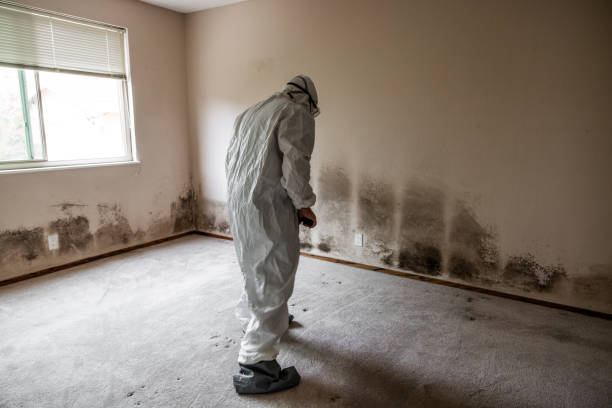 Best Attic Mold Removal  in Sugarland Run, VA