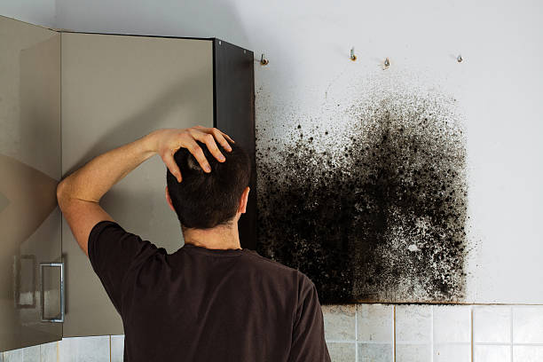 Best Mold Damage Repair  in Sugarland Run, VA