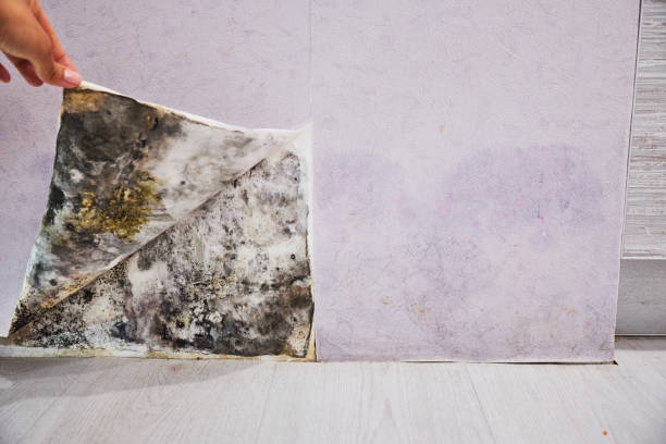 Best Mold Removal Company Near Me  in Sugarland Run, VA